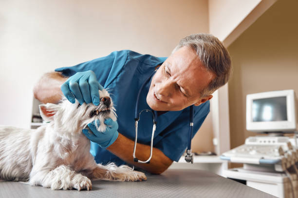 Best Root Canal Emergency Dentist  in Long Beach, MD